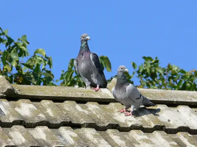Домашние голуби - Голуби рода Columba | Некоммерческий  учебно-познавательный интернет-портал Зоогалактика