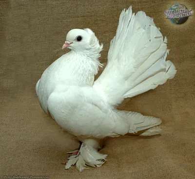 Продаю спортивных голубей. Почтовые голуби Цены | Договорная | Птицы Бишкек  ᐈ lalafo.kg | 02 Ноябрь 2022 08:12:54