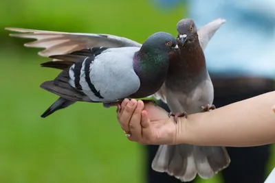 Интересные факты о голубях. Фото — Ботаничка