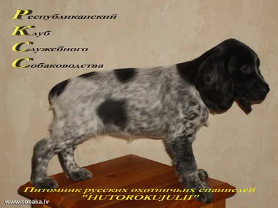 Русский охотничий спаниель цвета (59 фото) - картинки sobakovod.club