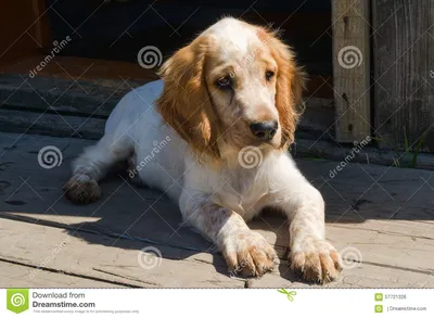 Русский щенок Spaniel 3 месяца Стоковое Фото - изображение насчитывающей  ангстрома, мило: 57721326