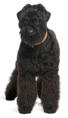 Порода собак Русский черный терьер - описание, характер, характеристика,  фото Русских черных терьеров и видео, цена
