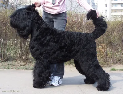 SOBAKI.PRO | Породы собак | Русский черный терьер | Фото 35192