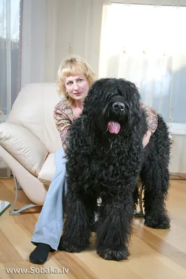 SOBAKA.LV | Породы собак | Русский черный терьер | Фото 59556