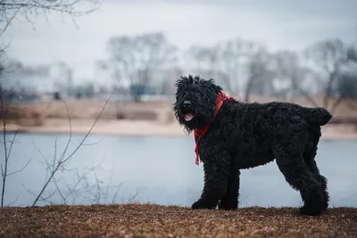 Русский черный терьер: фото, описание породы, содержание, уход, характер и  цена собаки