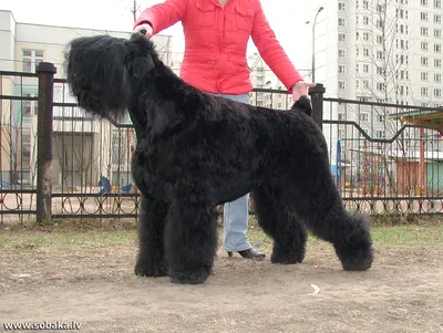 SOBAKI.PRO | Породы собак | Русский черный терьер | Фото 14611