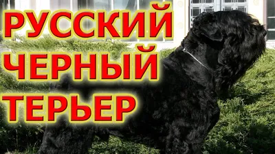 Русский черный терьер (собака Сталина) - ум, решительность и обаяние -  YouTube