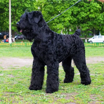 Черная русская собака (59 лучших фото)