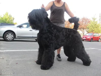 SOBAKA.LV | Породы собак | Русский черный терьер | Фото 70479