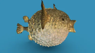 Рыба еж | Diodon - Download Free 3D model by darwinmuseum.ru  (@darwinmuseum.ru) [555438d]