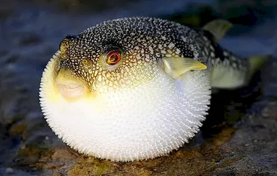 Рыба фугу (36 лучших фото)