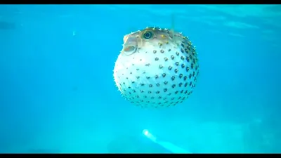 ПЛАВАЮЩИЙ ЯД!!! Ядовитая Фугу / рыба еж / рыба шар (Красное море/ RED SEA,  EGYPT 2019) - YouTube