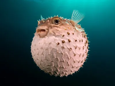 Рыба еж - 52 фото: смотреть онлайн