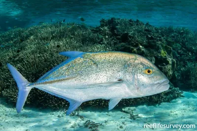 Каранкс рыба | Смотреть 52 фото бесплатно