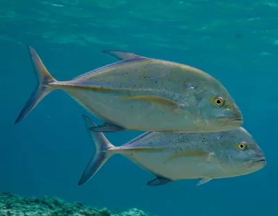Каранкс рыба | Смотреть 52 фото бесплатно