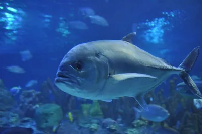 Каранкс - хищная рыба. | Подводный, Рыба, Аквариум
