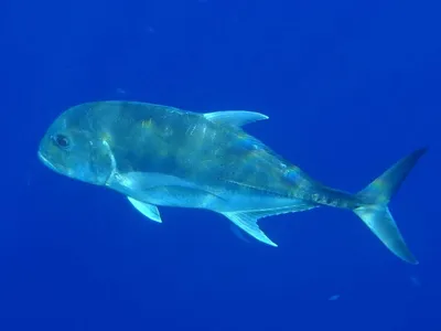 Гигантский каранкс (Caranx ignobilis). | Гавайские острова, Красное море,  Подводный