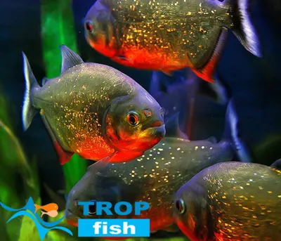 Пиранья хищная | Эксклюзивные | Каталог | TropFish – здоровые аквариумные  рыбки оптом с быстрой доставкой по Украине.