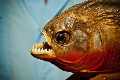 10 увлекательных фактов о рыбах-пираньях | Аква-Космос | Дзен