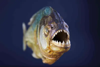 Самые опасные рыбы | Смотреть 48 фото бесплатно