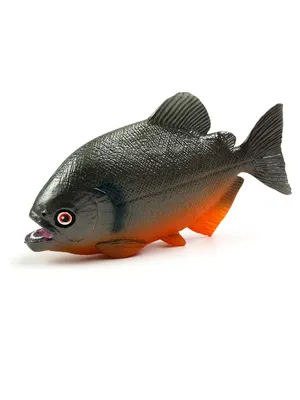 Фигурка животного Derri Animals Рыба Пиранья, для детей, игрушка  коллекционная декоративная, 84242, 1,5х11,7х6,4 см — купить в  интернет-магазине OZON с быстрой доставкой