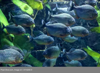 Экзотическая рыба пиранья в аквариуме :: Стоковая фотография :: Pixel-Shot  Studio