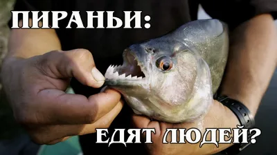 Пираньи, поселившиеся в Ростовской области вцепились в ногу местному жителю  во время рыбалки