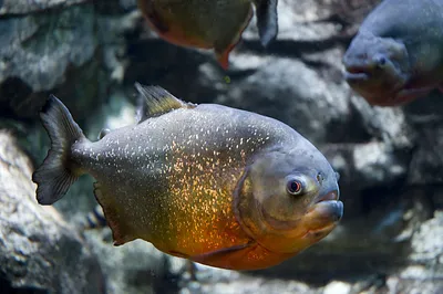 Пиранья: почему опасность самой ужасной рыбы в мире преувеличена
