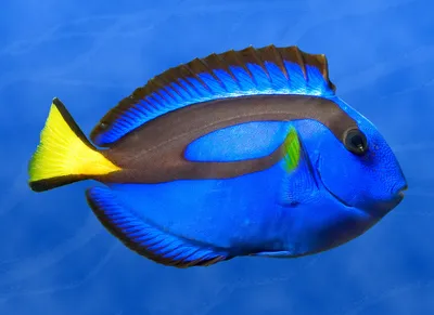 Рыбка Нэмо | Пикабу