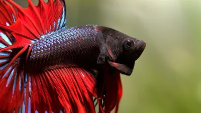 Рыбка петушок: содержание, совместимость, размножение, фото-видео обзор