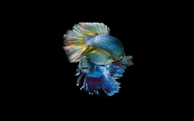Рыбка петушок арт - 65 фото