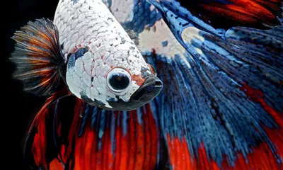 Петушок: Агрессивный питомец для боев без правил. Рыбка, которую нужно  держать одну в отдельном аквариуме | Книга животных | Дзен