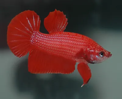 Петушки рыбки: размножение в аквариуме (фото, видео)