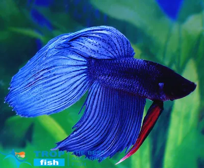 Петушок вуалевый синий самец (импорт) | Петушки | Каталог | TropFish –  здоровые аквариумные рыбки оптом с быстрой доставкой по Украине.