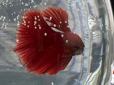 Почему рыбка-петушок пускает пузыри в аквариуме?