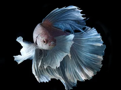 Петушок: Агрессивный питомец для боев без правил. Рыбка, которую нужно  держать одну в отдельном аквариуме | Пикабу