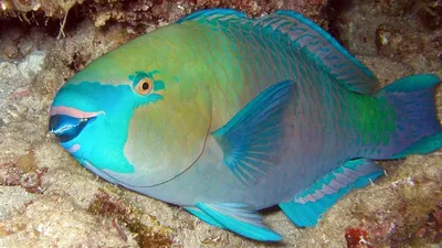Рыба-попугай - защитница коралловых рифов