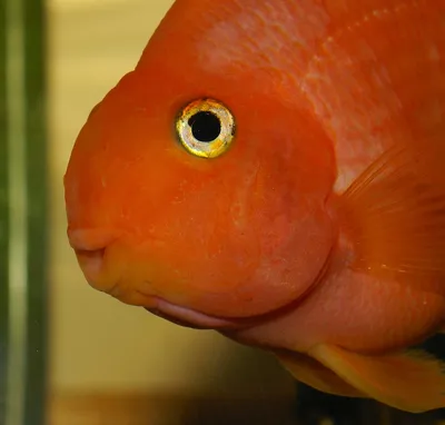 Рыбка Красный попугай (Red Blood Parrot Fish)