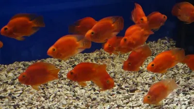 Рыба КРАСНЫЙ ПОПУГАЙ (Red Parrot Cichlid) (Blood parrot cichlid) - YouTube