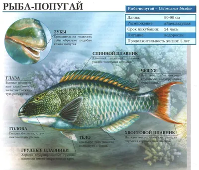 Рыба-попугай. Сайт про зверей - ZveroSite.ru