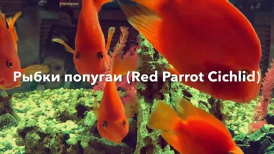 Аквариумные рыбки \"Красный попугай\" (Red parrot fish aquarium) Красный  попугай (гибридный попугай) искусственно выведенная р… | Аквариумные рыбки,  Цихлиды, Попугай