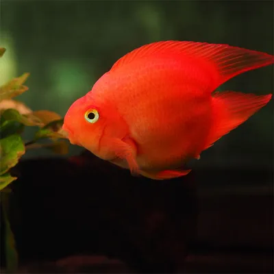 Попугай Сердцевидный Красный(пурпурный) - (Cichlasoma Sp) - СКАТ |  Севастополь