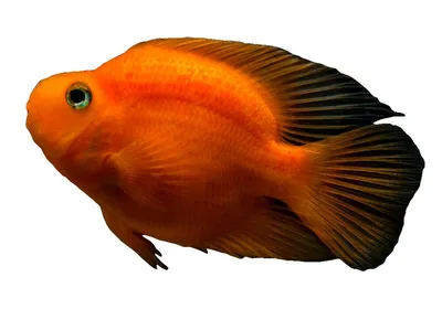 Купить рыбку Красный попугай (Red Parrot Cichlid)