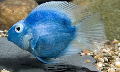Рыба-попугай — улыбчивый морской обитатель, который способен питаться  камнями | Животный мир | Пульс Mail.ru