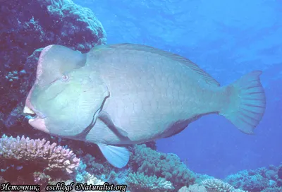 САПФИРОВЫЙ ПОПУГАЙ или ГОЛУБАЯ ПАНДА размер M рыбка для аквариума/Cichlid  Blue Panda Parrot/ | Зоомагазин \"Зоо сити\"