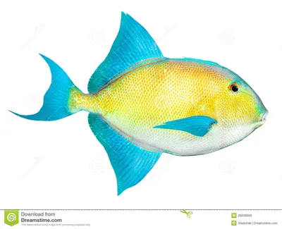 Тропические рыбы от карибского моря. Стоковое Изображение - изображение  насчитывающей ð¸ð·oð»ð¸ñ€oð²ð°ð½o, ñ ðºð·oñ‚ð¸ñ‡ðµñ ðºo: 26838669