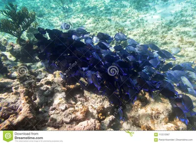 Мелководье голубых рыб в карибском море Стоковое Изображение - изображение  насчитывающей подныривание, жизнь: 112212567