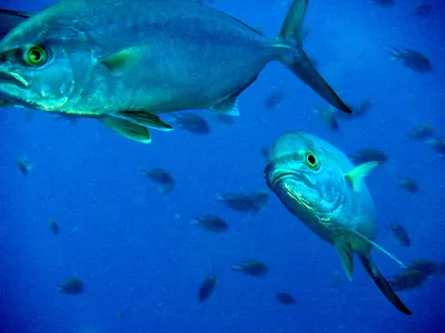 Гостям Канарских островов рекомендуют быть осмотрительнее при выборе рыбы.  Испания по-русски - все о жизни в Испании