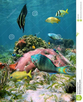 Цветастая жизнь моря в карибском море Стоковое Изображение - изображение  насчитывающей жизнь, природа: 26973207