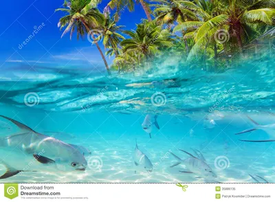 Тропические рыбы карибского моря Стоковое Изображение - изображение  насчитывающей кармен, коралл: 35886135